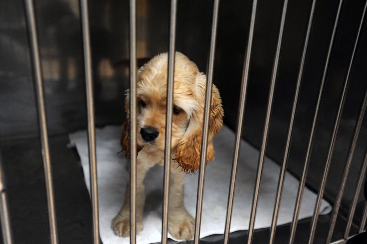 Is there a limit on the number of animals an <a href=