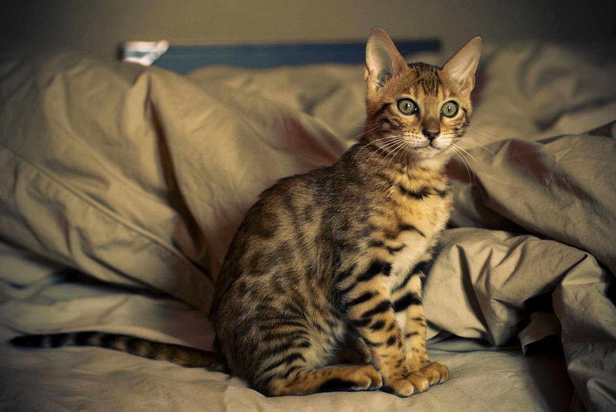 bengal cat personality