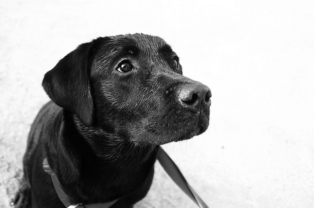 adopt a dog melbourne