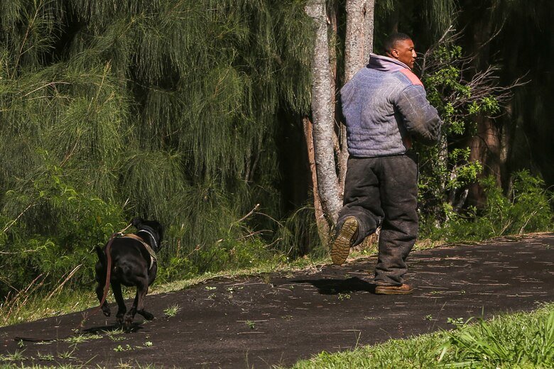 What happens to the animal when animal control comes picks them up?