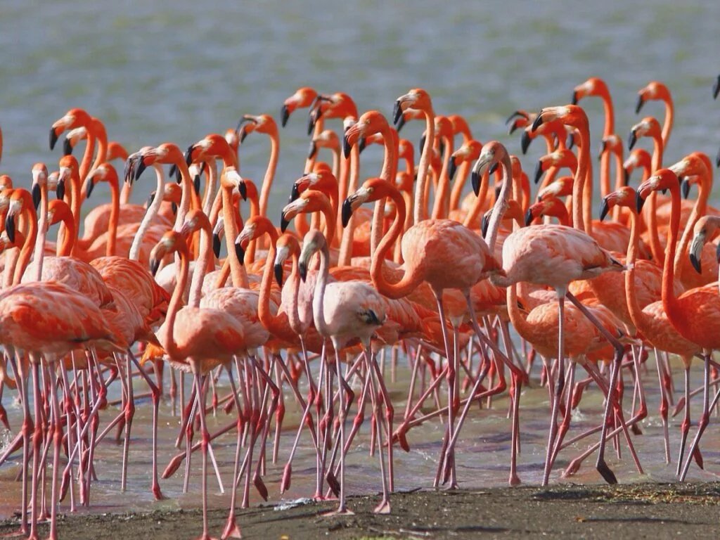 American flamingo
