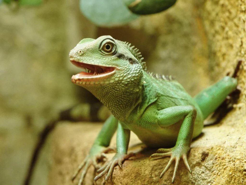 Asian Water Dragon