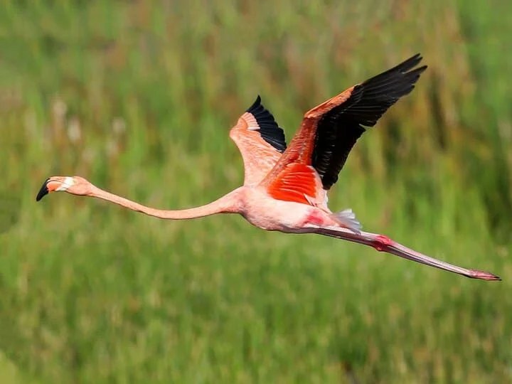 American Flamingo