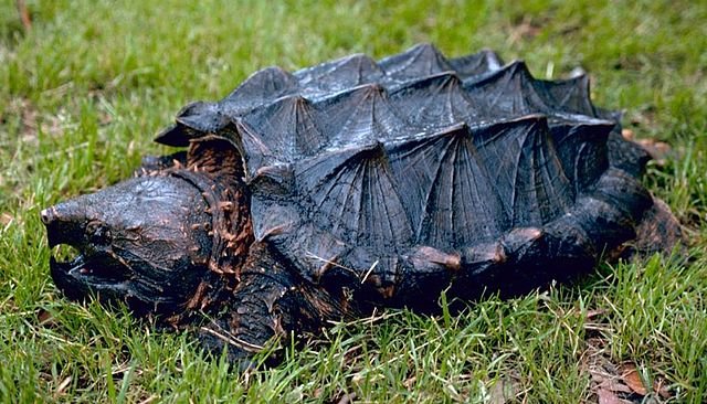 Eastern Gator Snapping Turtle (Clemmys muhlenbergii)