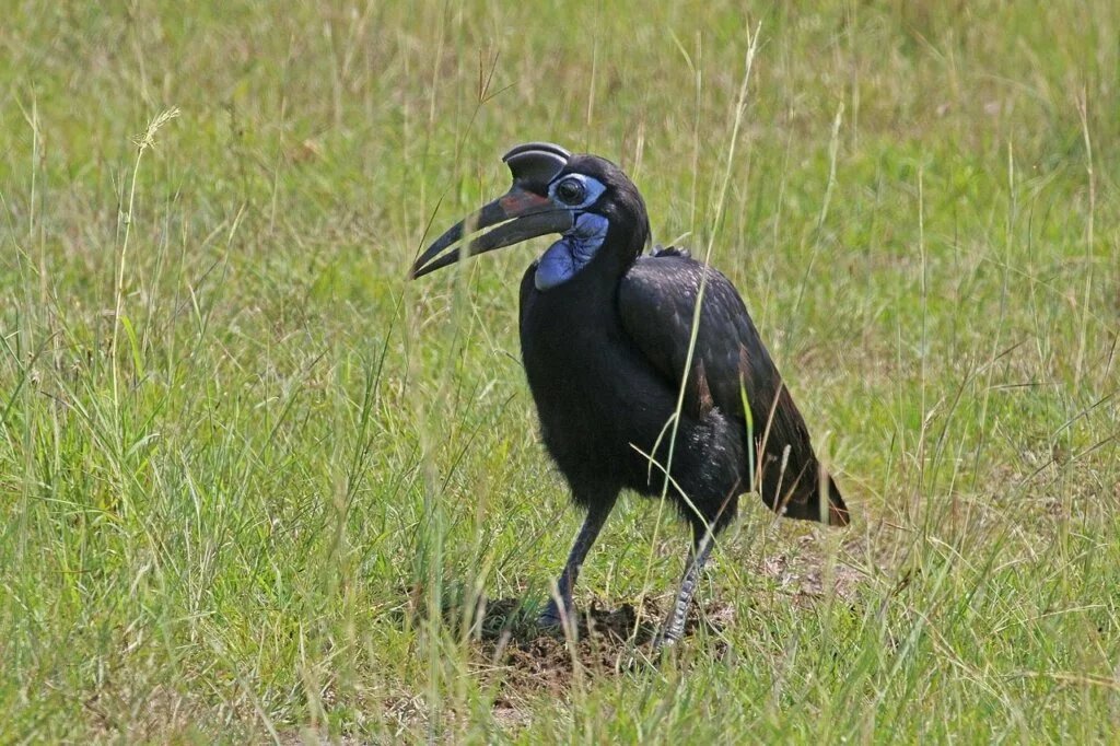 Abyssinian Ground Hornbill