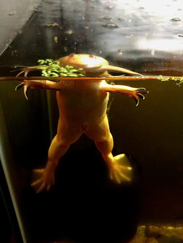 the african clawed frog