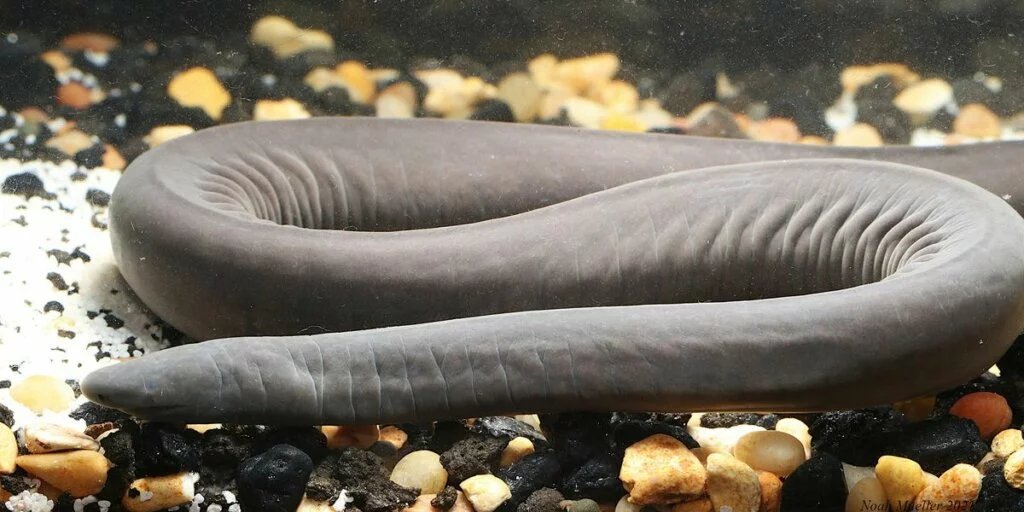 Aquatic Caecilian Fish