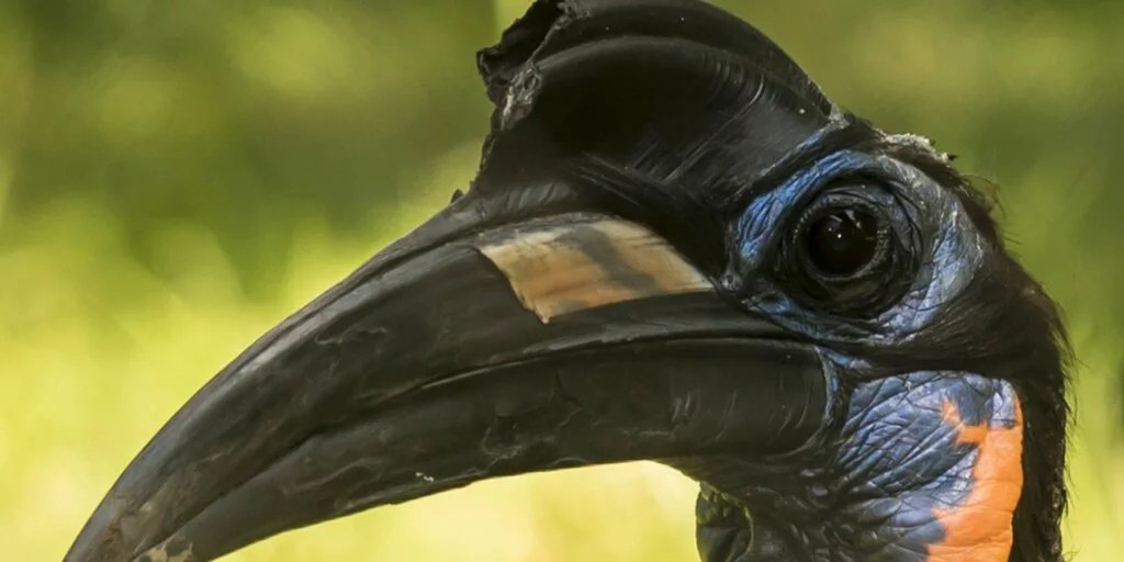 Abyssinian Ground Hornbill