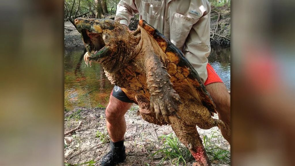 Alligator Snapping Turtle