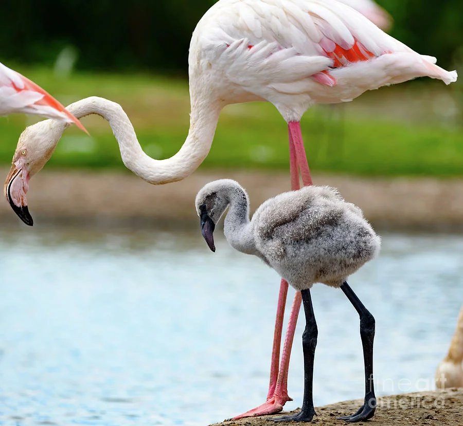 American flamingo