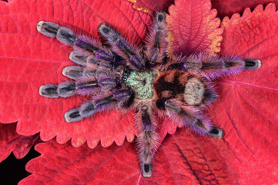 Chilean Rose Tarantula