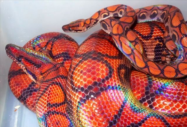 Rainbow Boa
