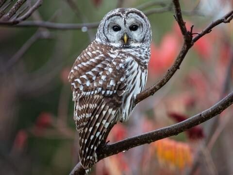 Barred Owls