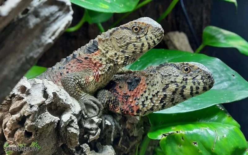 Chinese Crocodile Lizard