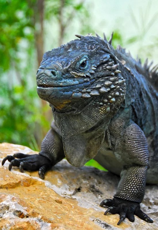 Grand Cayman Blue Iguana