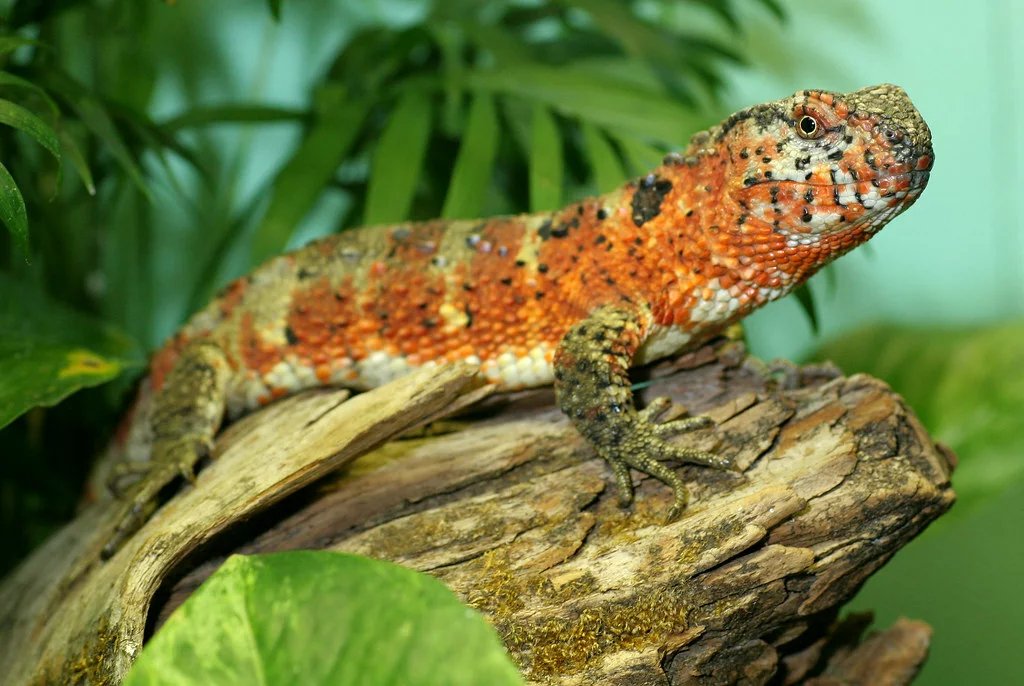 Chinese Crocodile Lizard