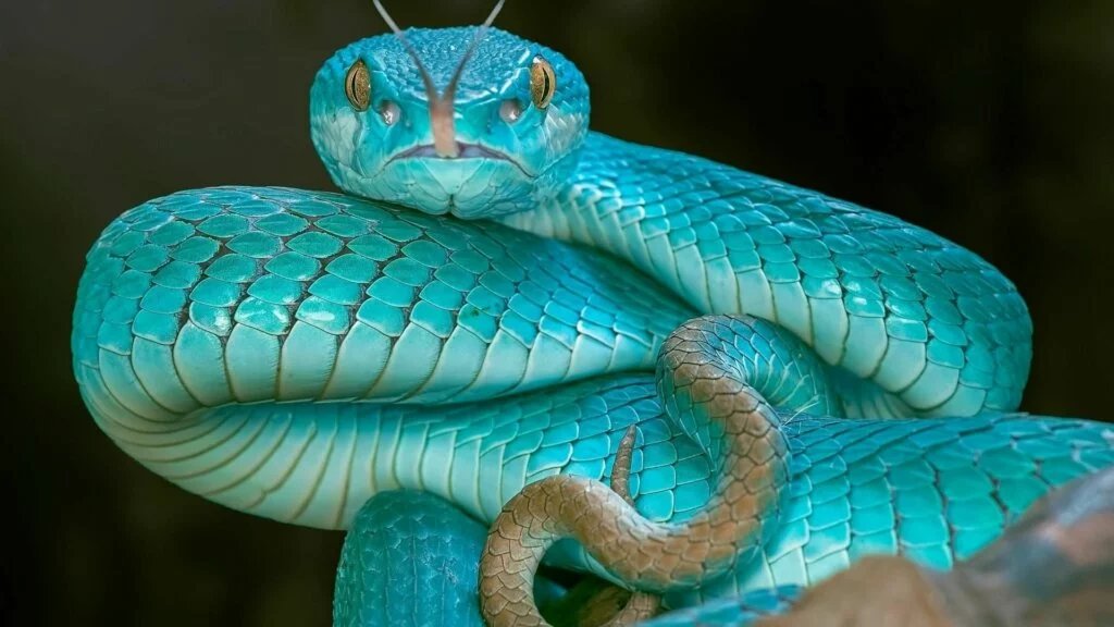 Eyelash Palm Pit Vipers