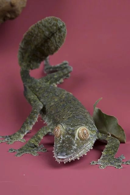 Giant Leaf-Tailed Gecko
