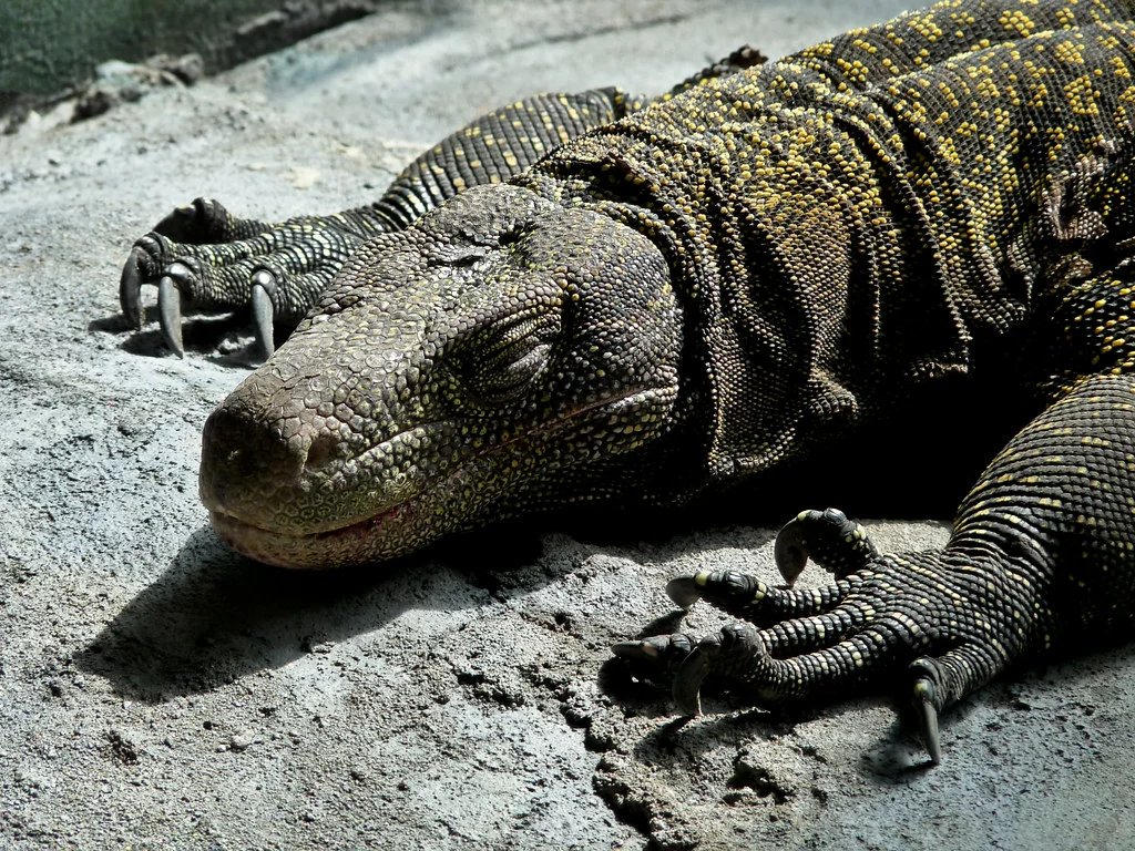 CROCODILE MONITOR