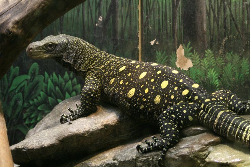 CROCODILE MONITOR