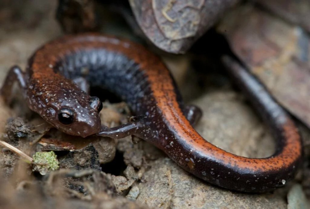 EASTERN RED-BACKED SALAMANDER