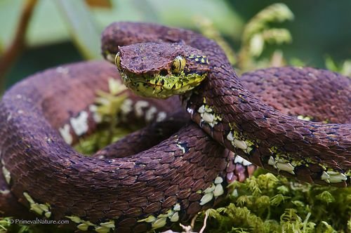 Eyelash Palm Pit Vipers