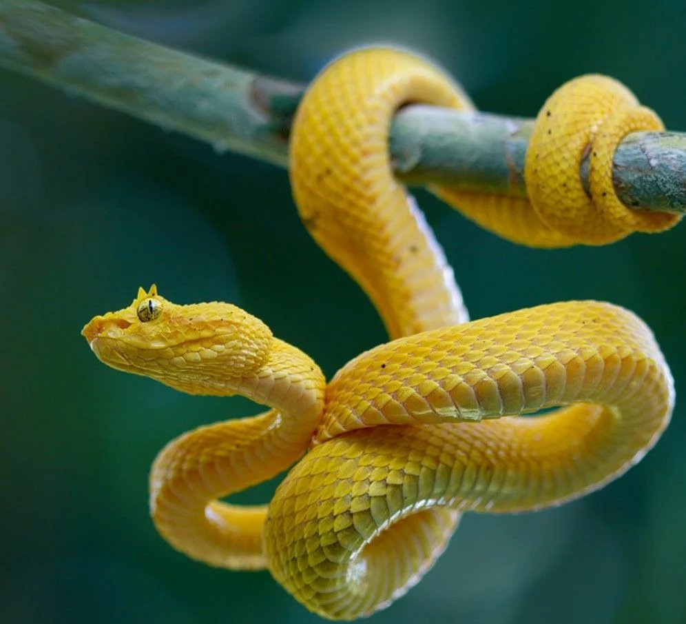 Eyelash Palm Pit Vipers