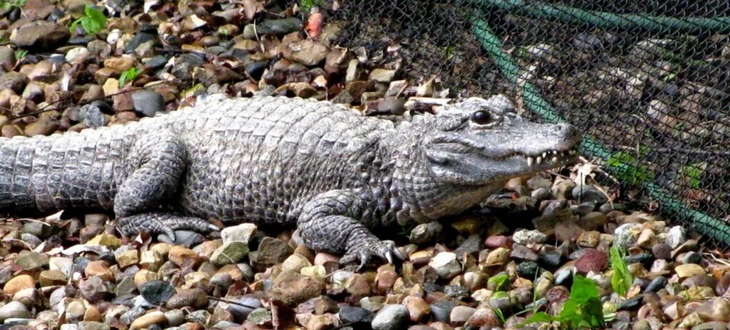 chinese alligator