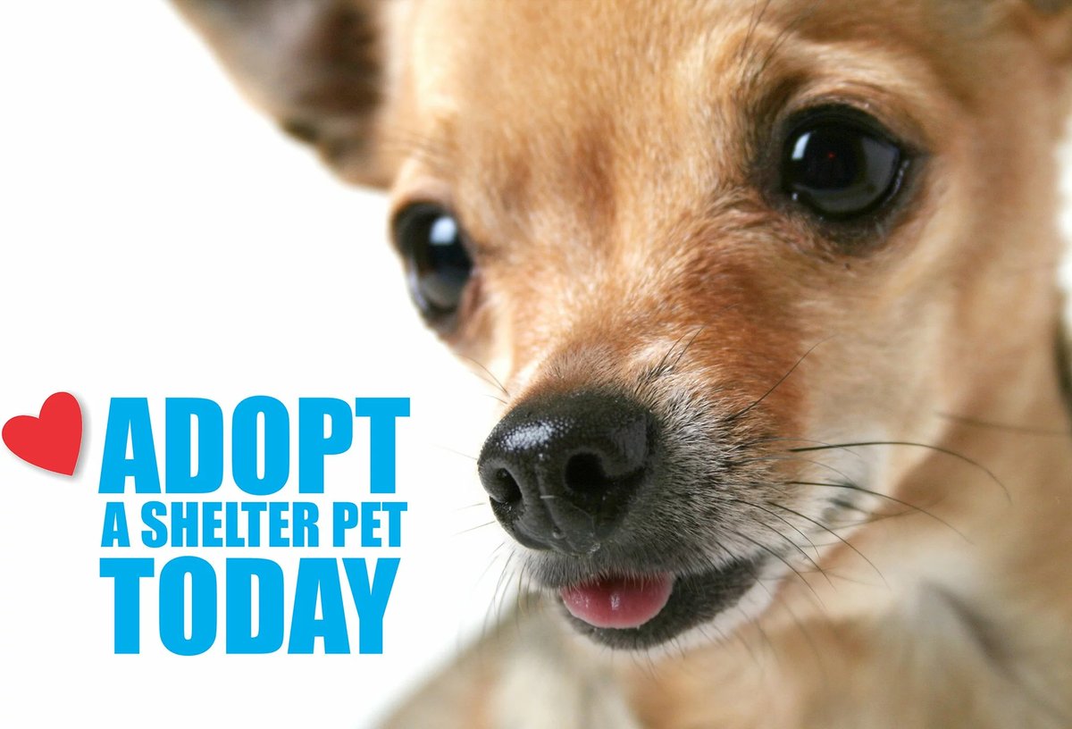 Adopt A Dog All Over The World!
