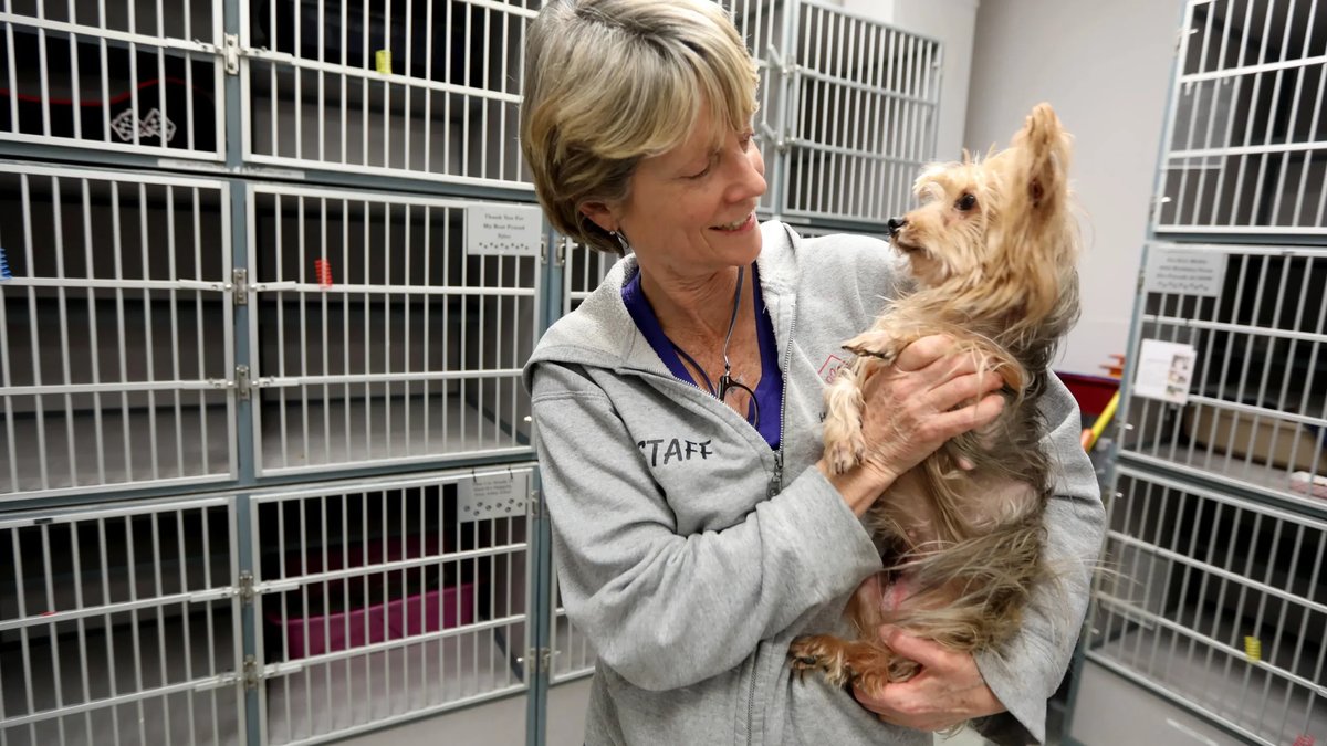 Animal Shelters in USA in 2022