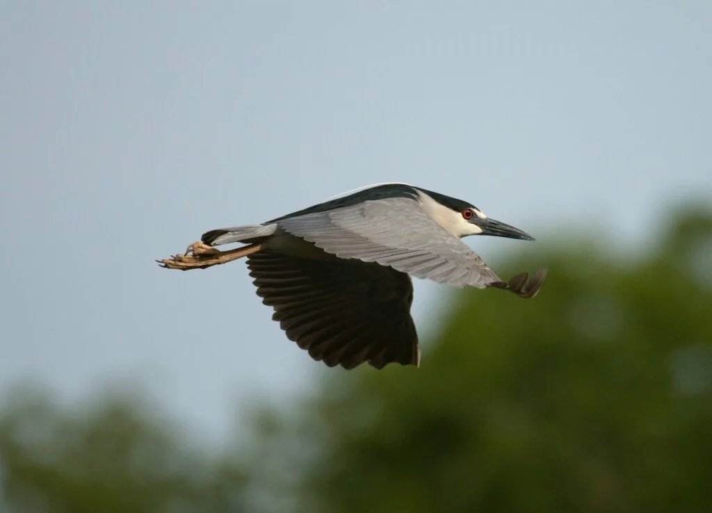 Black-crowned Night Heron