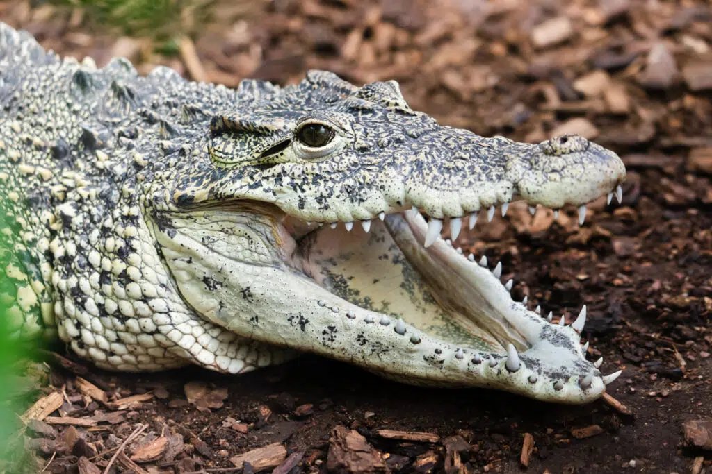 CUBAN CROCODILE