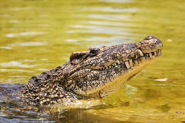 CUBAN CROCODILE