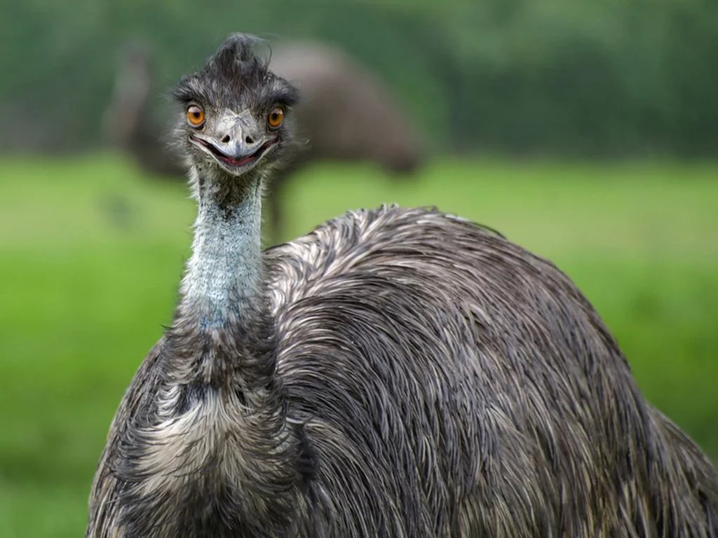 emu