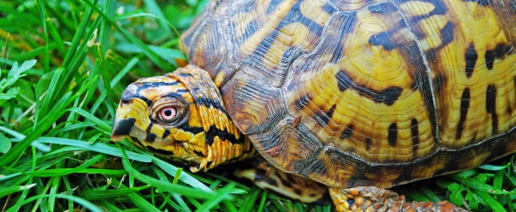 Eastern Box Turtle