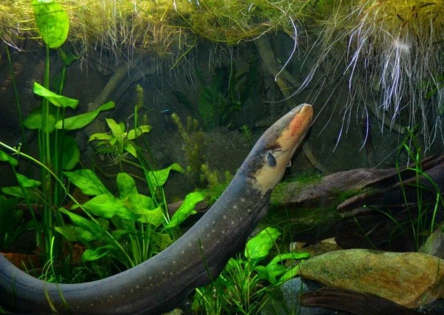 Electric Eel