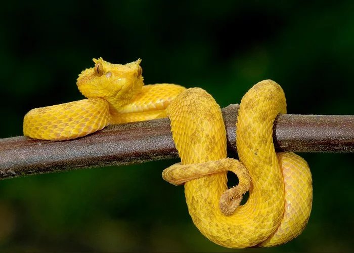 Eyelash Palm Pit Vipers