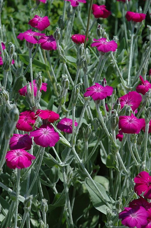 Rose campion (Lychnis coronaria)