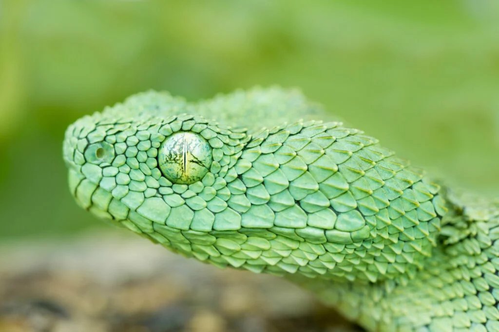 Eyelash Palm Pit Vipers