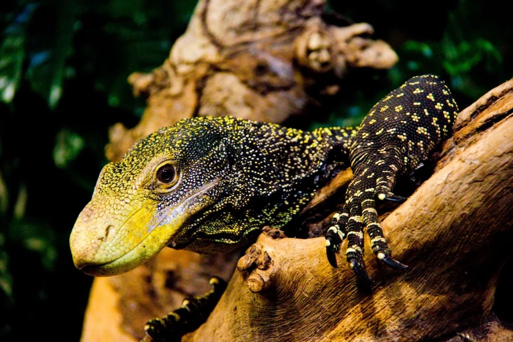 CROCODILE MONITOR