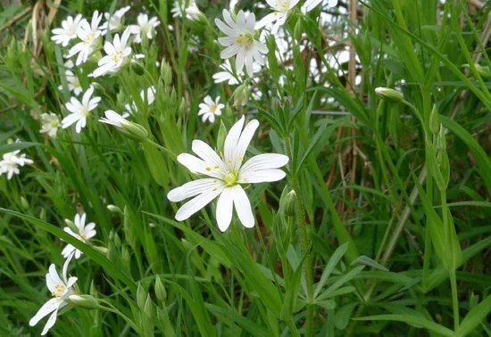 “Greater stitchwort (Stellaria holostea)”