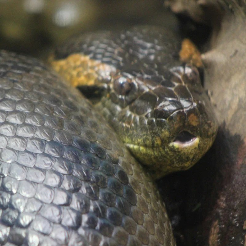 Green Anaconda