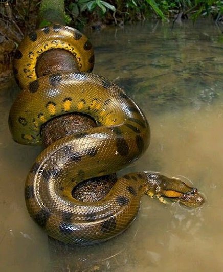 Green Anaconda