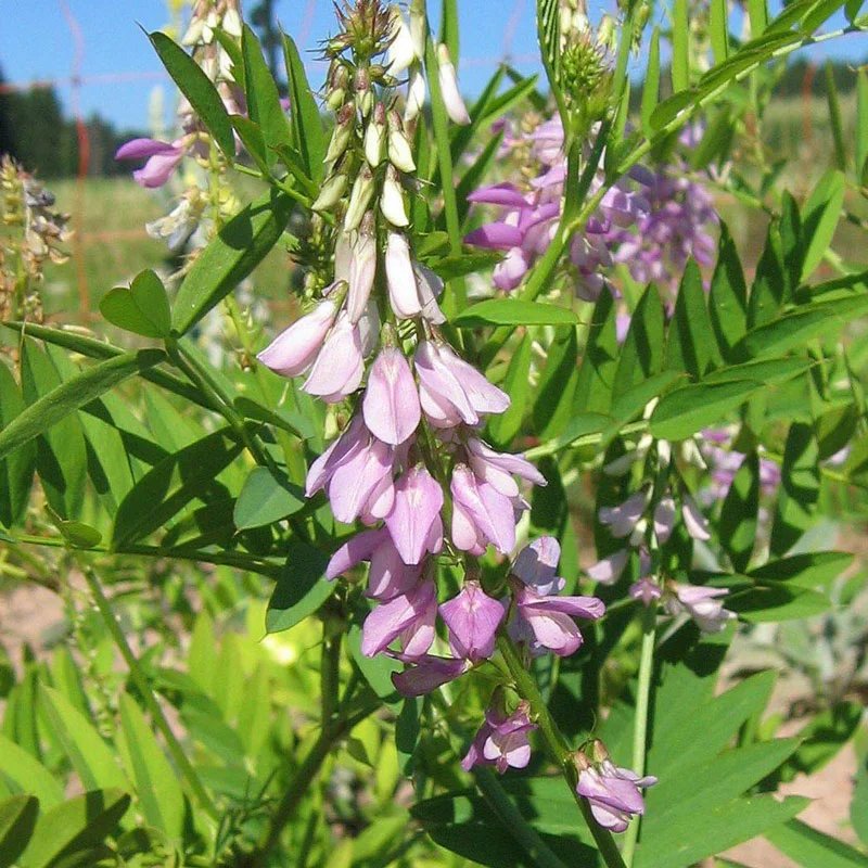 Goat’s rue (Galega officinalis)