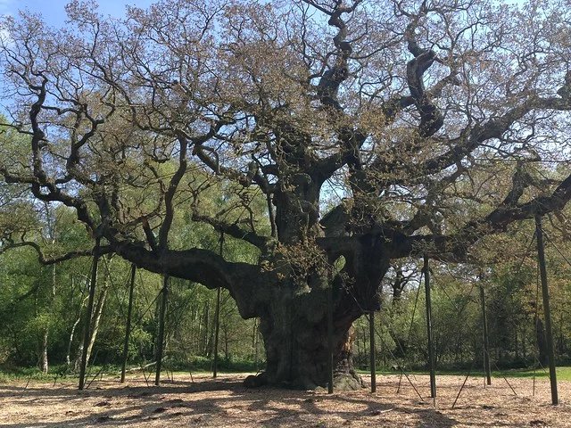 Ancient Oak Trees