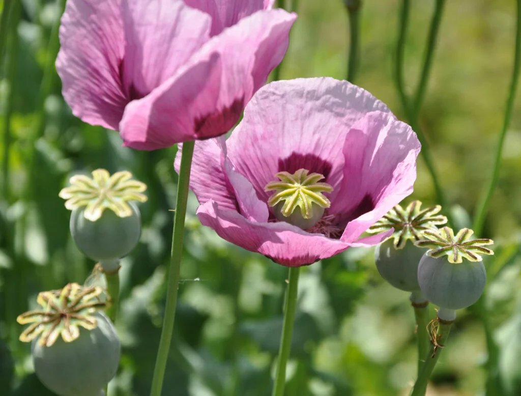 Opium poppy (Papaver somniferum)