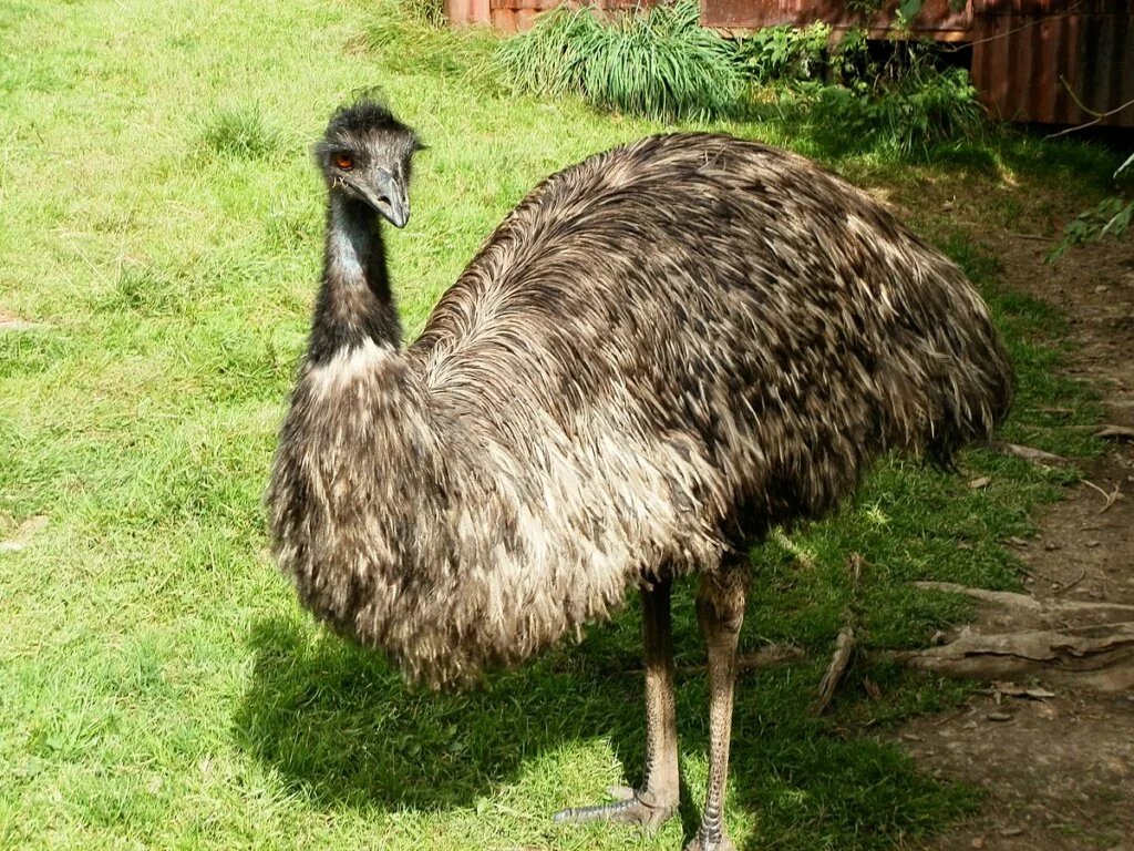 Emu