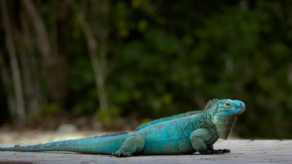 Grand Cayman Blue Iguana