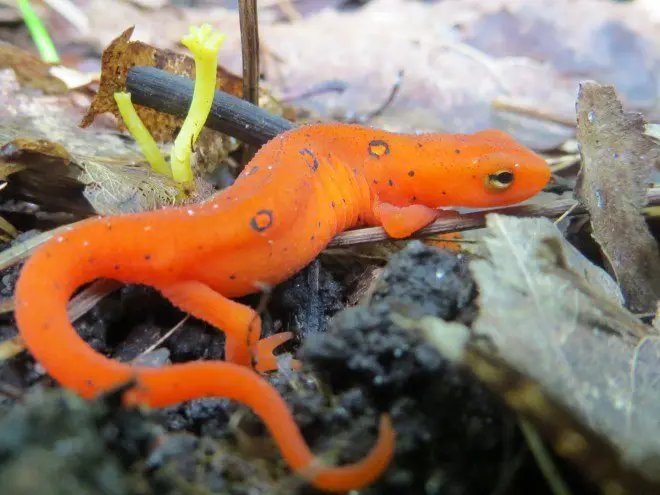 EASTERN NEWT