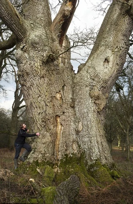 Ancient Oak Trees